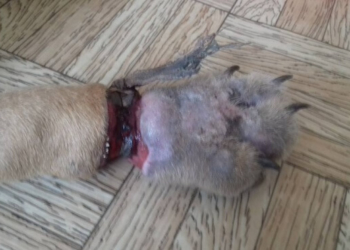 З кожним таким випадком перестаю поважати людей, – тернопільська волонтерка