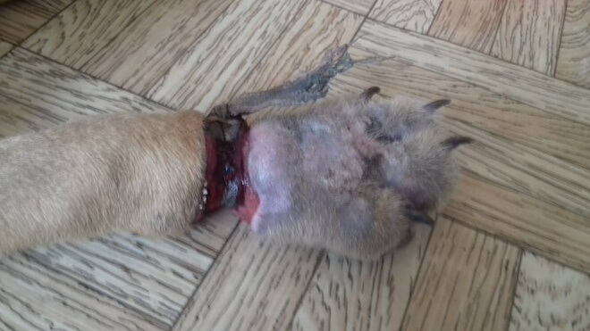 З кожним таким випадком перестаю поважати людей, – тернопільська волонтерка