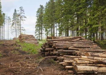 Докерувалися, або як чиновники на Тернопільщині роздерибанили ліс