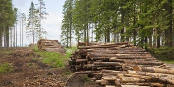 Докерувалися, або як чиновники на Тернопільщині роздерибанили ліс