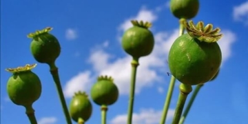 Тернополянину “шиють” кримінальну справу через мак, який той знайшов на смітнику