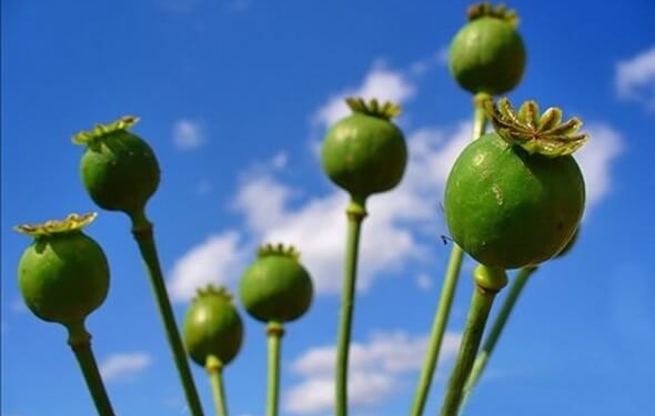 Тернополянину “шиють” кримінальну справу через мак, який той знайшов на смітнику