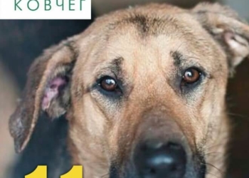 Тернополян просять купити хоча б сухе печиво “Марія”, бо цих створінь немає чим годувати