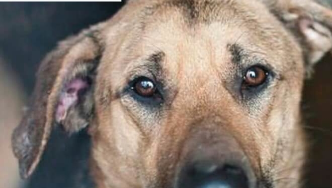 Тернополян просять купити хоча б сухе печиво “Марія”, бо цих створінь немає чим годувати