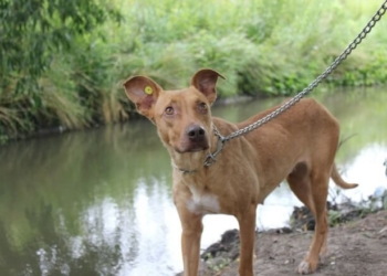 У Тернополі розшукують пітбулиху Соню, яка зірвалася з повідка та втекла (фото)