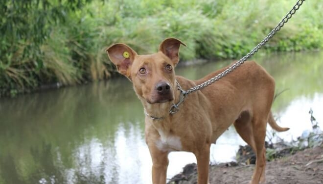 У Тернополі розшукують пітбулиху Соню, яка зірвалася з повідка та втекла (фото)