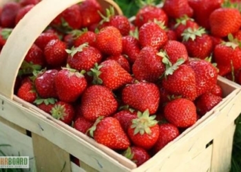 Прем’єр Гройсман похвалив село з Тернопільщини