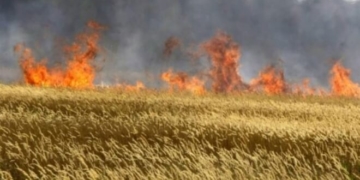 На Тернопільщині ледь не згоріло 40 гектарів пшениці