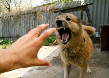 Тернопільські медики кажуть, що вакцина від сказу є