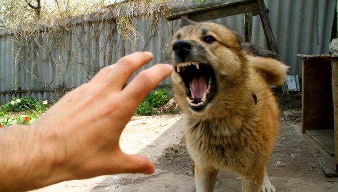 Тернопільські медики кажуть, що вакцина від сказу є