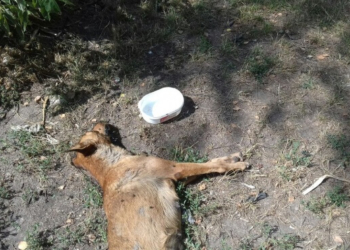 У Тернополі на Новому світі жорстокі мешканці отруїли декілька собак і грозяться це продовжувати