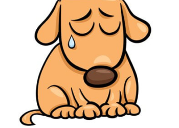 У Дичкові аншлаг: десяткам дворових собак з Тернополя потрібні харчі