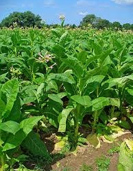 тютюновий завод на Тернопільщині