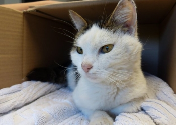 Швейцарці хочуть купити своєму коту нашийник із GPS