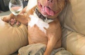 “Фрикаделька” зірвала соцмережі смішними фото