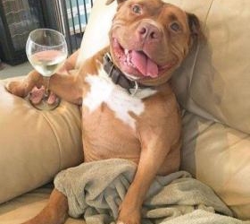 “Фрикаделька” зірвала соцмережі смішними фото