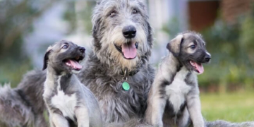 Увесь світ обговорює появу цих “мімішок”