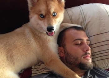 Дивовижна на вигляд собака підкорила соцмережі (фотофакт)