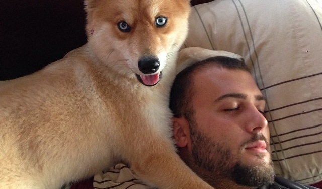 Дивовижна на вигляд собака підкорила соцмережі (фотофакт)