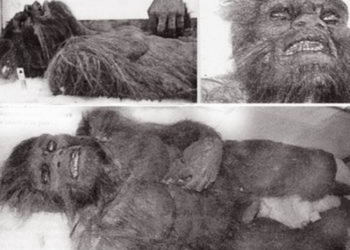 Черговий фейк чи наукове відкриття: у мережі обговорюють снігову людину