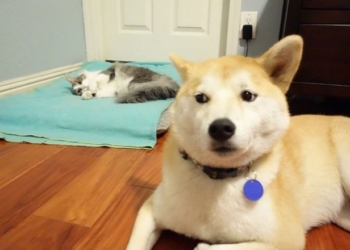 Фото наглих котів та ображених псів “рвуть” соцмережі (фото)