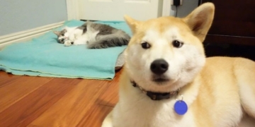 Фото наглих котів та ображених псів “рвуть” соцмережі (фото)