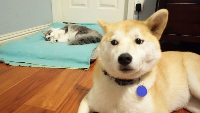 Фото наглих котів та ображених псів “рвуть” соцмережі (фото)