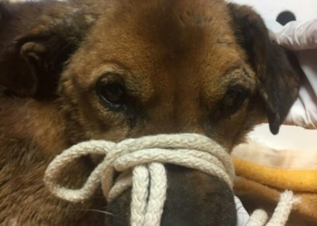 Неподалік Тернополя люди тиждень дивилися на муки собаки, яку живцем з’їдали хробаки