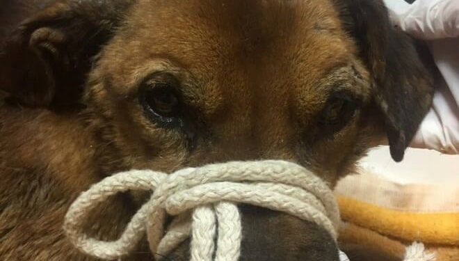 Неподалік Тернополя люди тиждень дивилися на муки собаки, яку живцем з’їдали хробаки