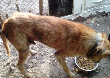 Старенькому Гаріку, якого знайшли на Тернопільщині, потрібна тепла домівка та їжа