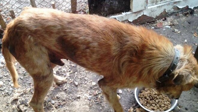 Старенькому Гаріку, якого знайшли на Тернопільщині, потрібна тепла домівка та їжа