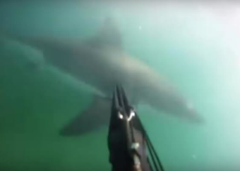 Як селфі-палка допомогла врятуватися від акули (відео)