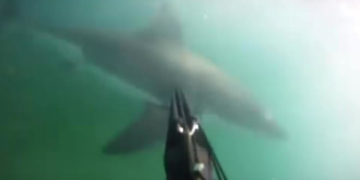 Як селфі-палка допомогла врятуватися від акули (відео)