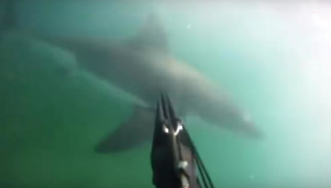 Як селфі-палка допомогла врятуватися від акули (відео)