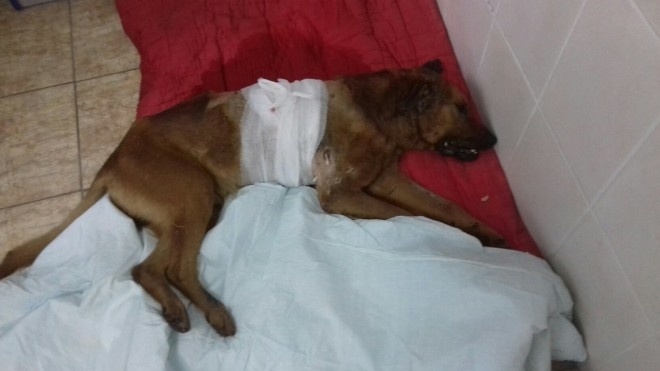 Неподалік Тернополя нелюди нацьковують бійцівських собак на безпритульних