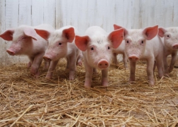 На відміну від Тернопільщини, в Польщі реально боряться з вірусом африканської чуми свиней