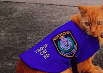 В Австралії на роботу у поліцію взяли кота