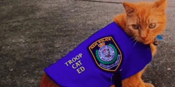 В Австралії на роботу у поліцію взяли кота