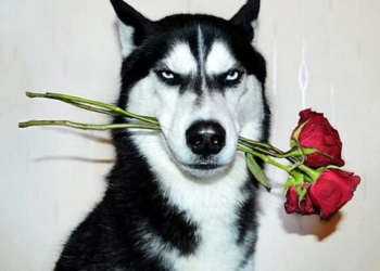 Від фото цієї собаки шаленіє більше 20 тисяч людей