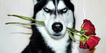 Від фото цієї собаки шаленіє більше 20 тисяч людей