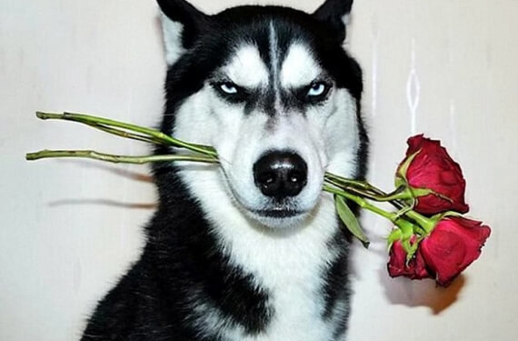 Від фото цієї собаки шаленіє більше 20 тисяч людей
