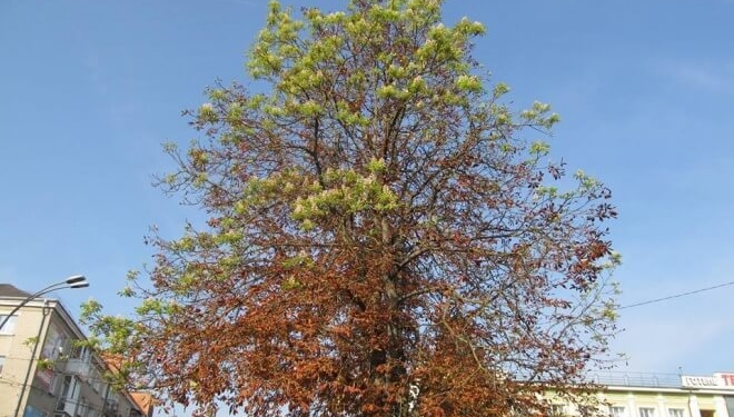 Дивина: у Тернополі восени зацвіли каштани (фотофакт)