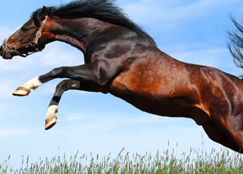 На Тернопільщині кінь копитами вбив людину