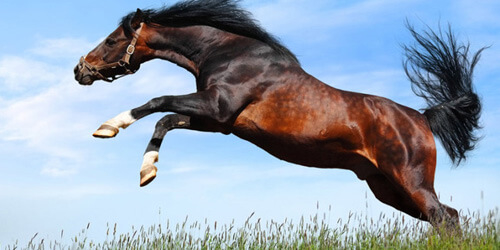 На Тернопільщині кінь копитами вбив людину