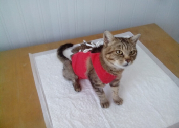 Вона пережила за своє життя чимало і тепер у Тернополі шукає домівку