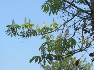 На Тернопільщині квітнуть каштани (фото)