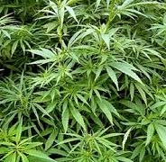 Насадження коноплі знайшли поблизу Тернополя (фото)