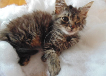 У Тернополі кошеня, яке постраждало від людської жорстокості, шукає прихисток (фотофакт)