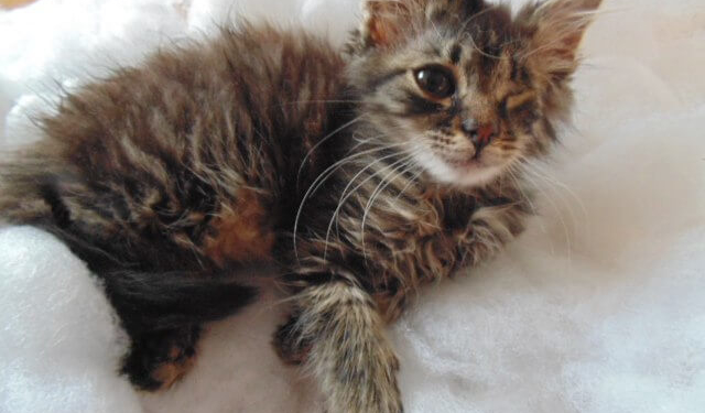 У Тернополі кошеня, яке постраждало від людської жорстокості, шукає прихисток (фотофакт)