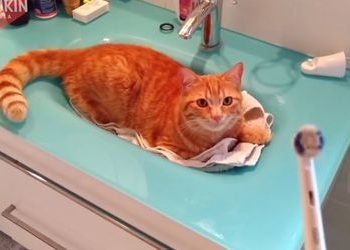 В інтернеті набирає популярності відео з котом, який користується електричною зубною щіткою (відео)